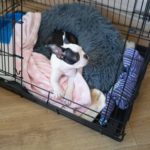 Dog lying in a crate on blankets and a dog bed