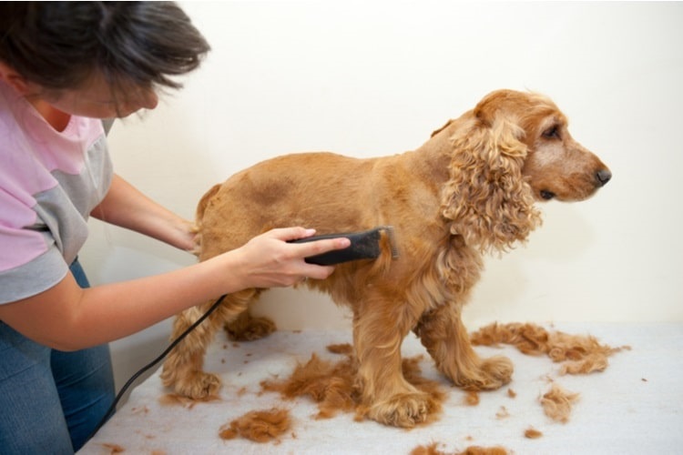 Woman grooming a cocker spaniel with dog grooming clippers