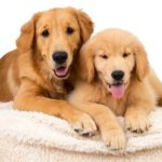 Adult Golden Retriever with a Golden Retriever puppy