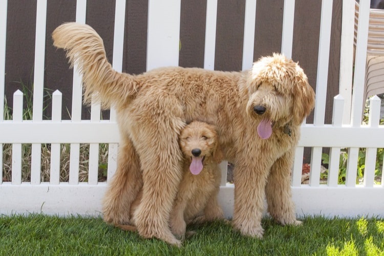 Goldendoodle Growth Chart: Size, Weight Calculations