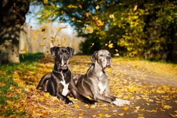 Two Great Danes laying side by side outdoors in the sun