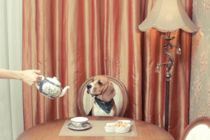 Picture of a dog having tea