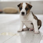How long does it take to potty train a puppy?