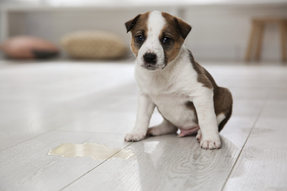 How long does it take to potty train a puppy?