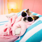 Picture of a dog in sunglasses staying cool