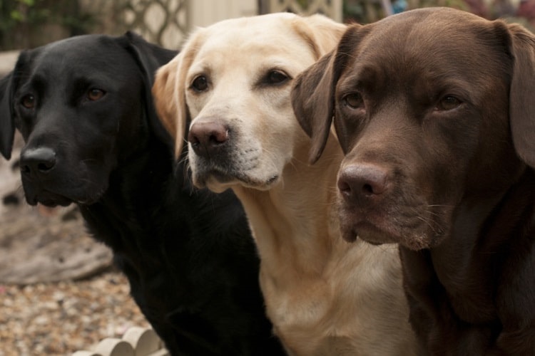 How Big Will My Labrador Puppy Get