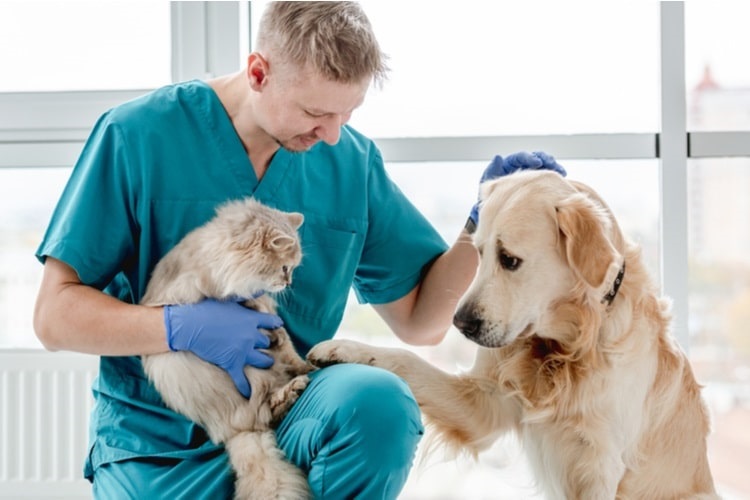 Veterinarian with a dog and cat providing healthcare