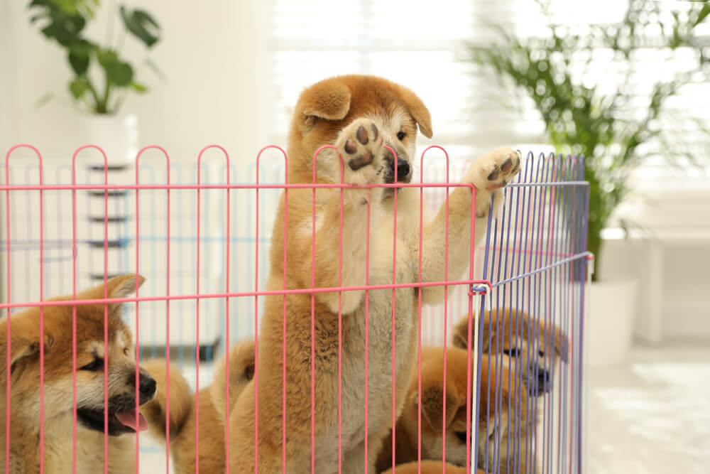 A picture of a dog in a playpen - which is the best one?