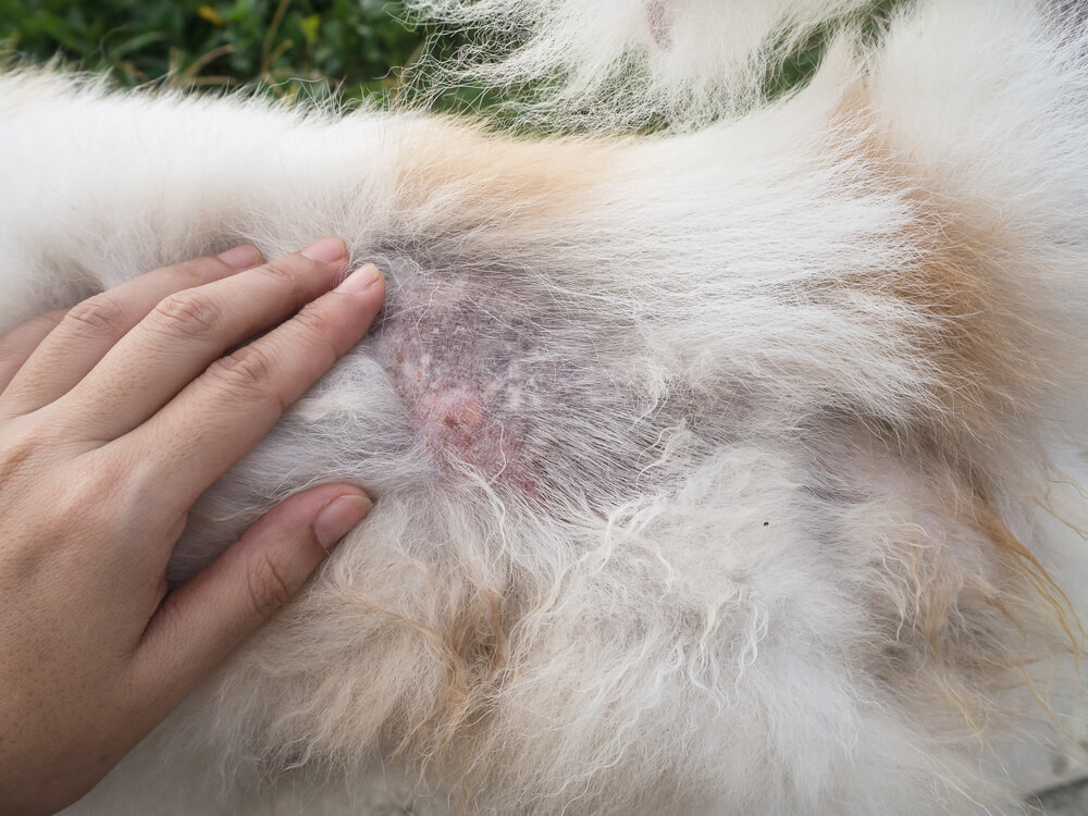 Picture of scabs on a dog's back