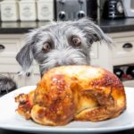 Dog looking wide-eyed at a turkey on the counter