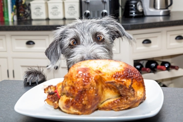 Dog looking wide-eyed at a turkey on the counter