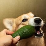 Dog biting an avocado