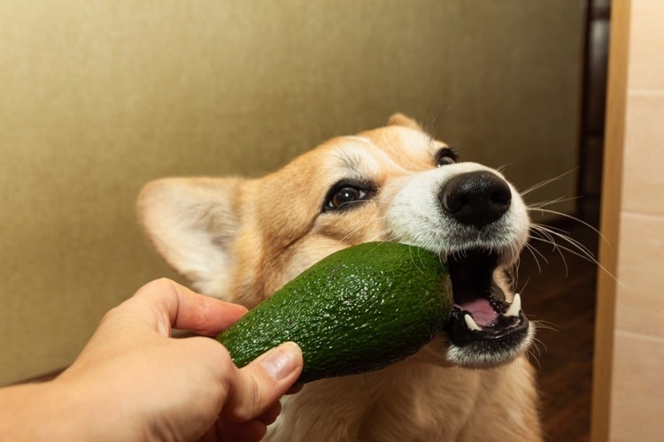 Dog biting an avocado