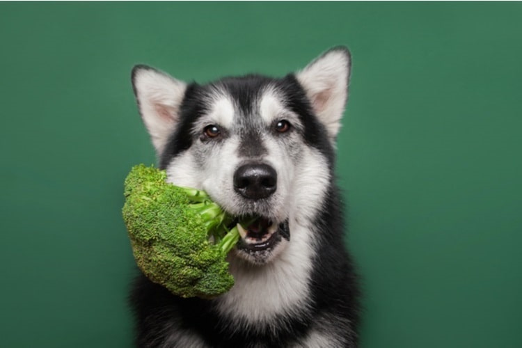 Dog eating a bunch of broccoli