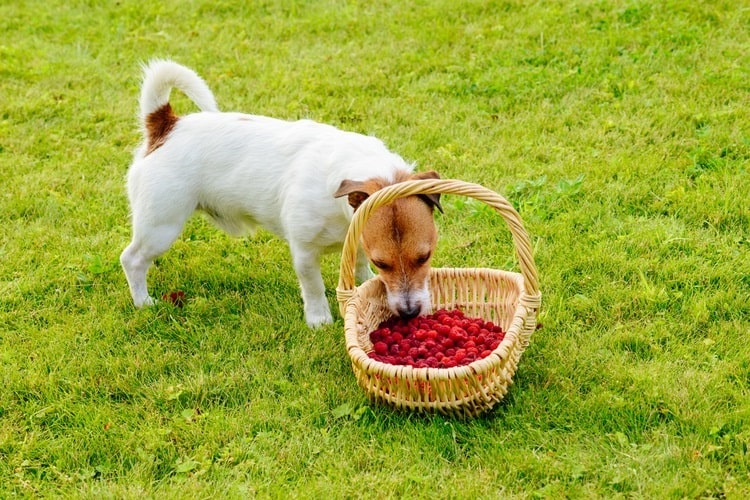 Dog eating raspberries from a basket outdoors