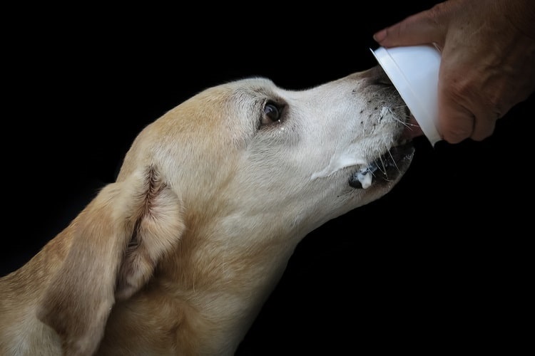 Lab eating yogurt from a cup held by a person's hand