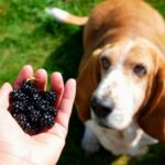 Dog looking at a person with a handful of blackberries