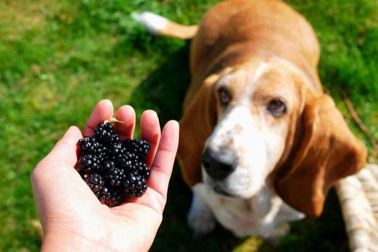 Dog looking at a person with a handful of blackberries