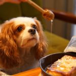 Dog watching person pour honey on food