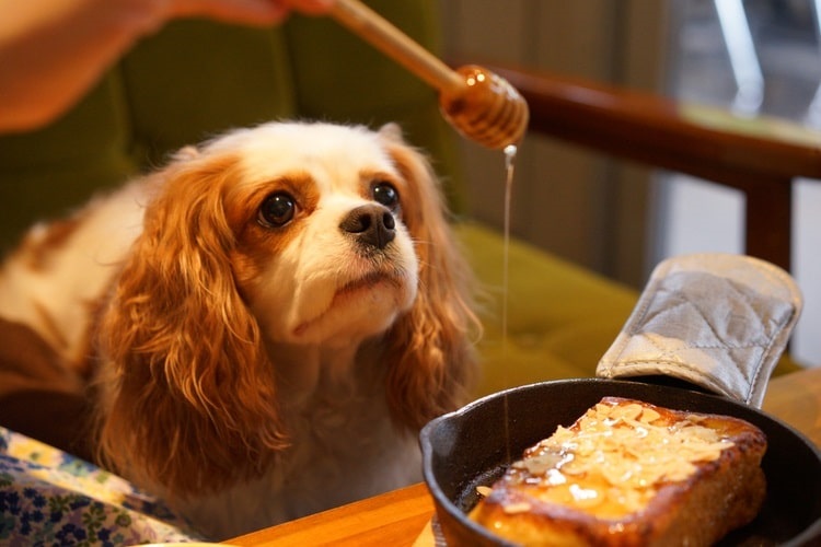 Dog watching person pour honey on food