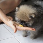 Puppy eating mango out of person's hand