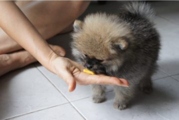 Puppy eating mango out of person's hand