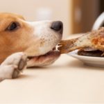 Dog stealing cooked fish from a plate