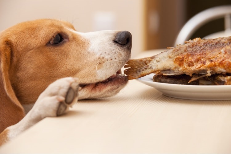 Dog stealing cooked fish from a plate
