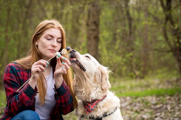Dog trying to eat a marshmallow off a person's roasting stick