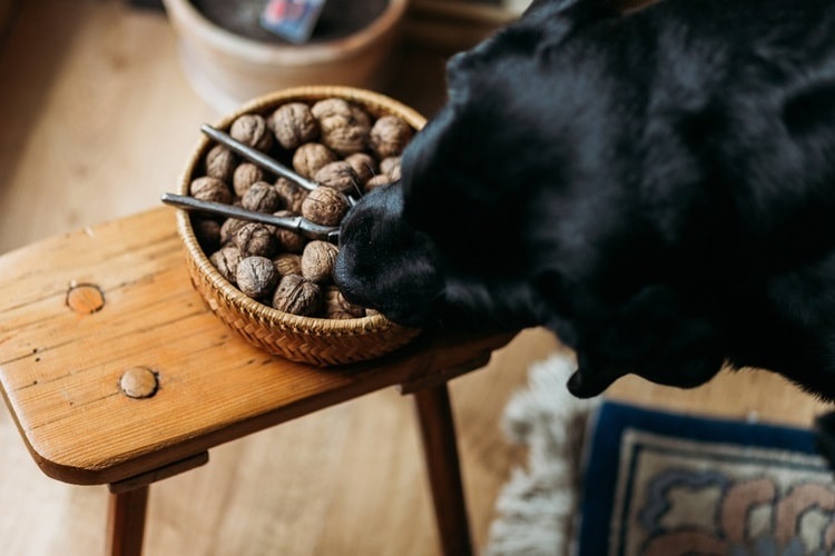 Dog eating walnuts from a bowl