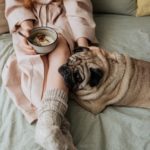 Pug laying on bed with person eating oatmeal