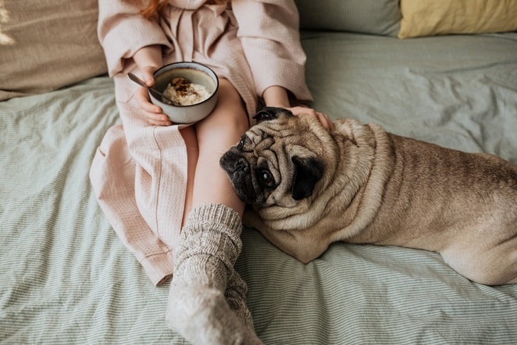 Pug laying on bed with person eating oatmeal