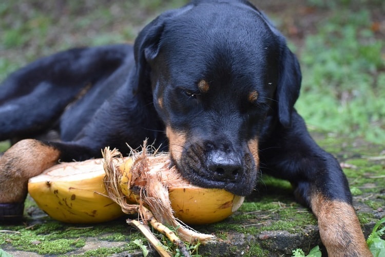 Dog eating a coconut on the ground