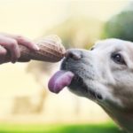Dog licking an ice cream cone in a person's hand