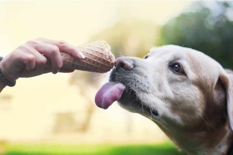 can lettuce kill dogs