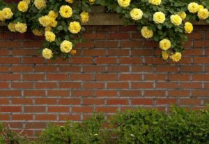 Brick Dog Fence with flowers