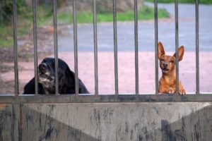 two dogs standing near concrete and metal fence