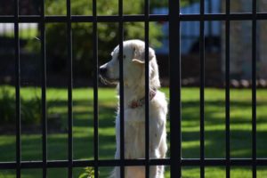 iron dog fence with dog