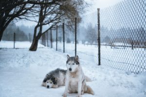 wire dog fence and huskies