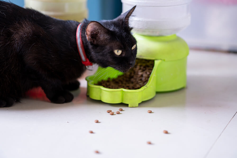 Picture of a cat eating out of a cat feeder