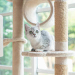 Picture of a cat with a cat tree