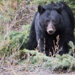 Tahoe animal black bear