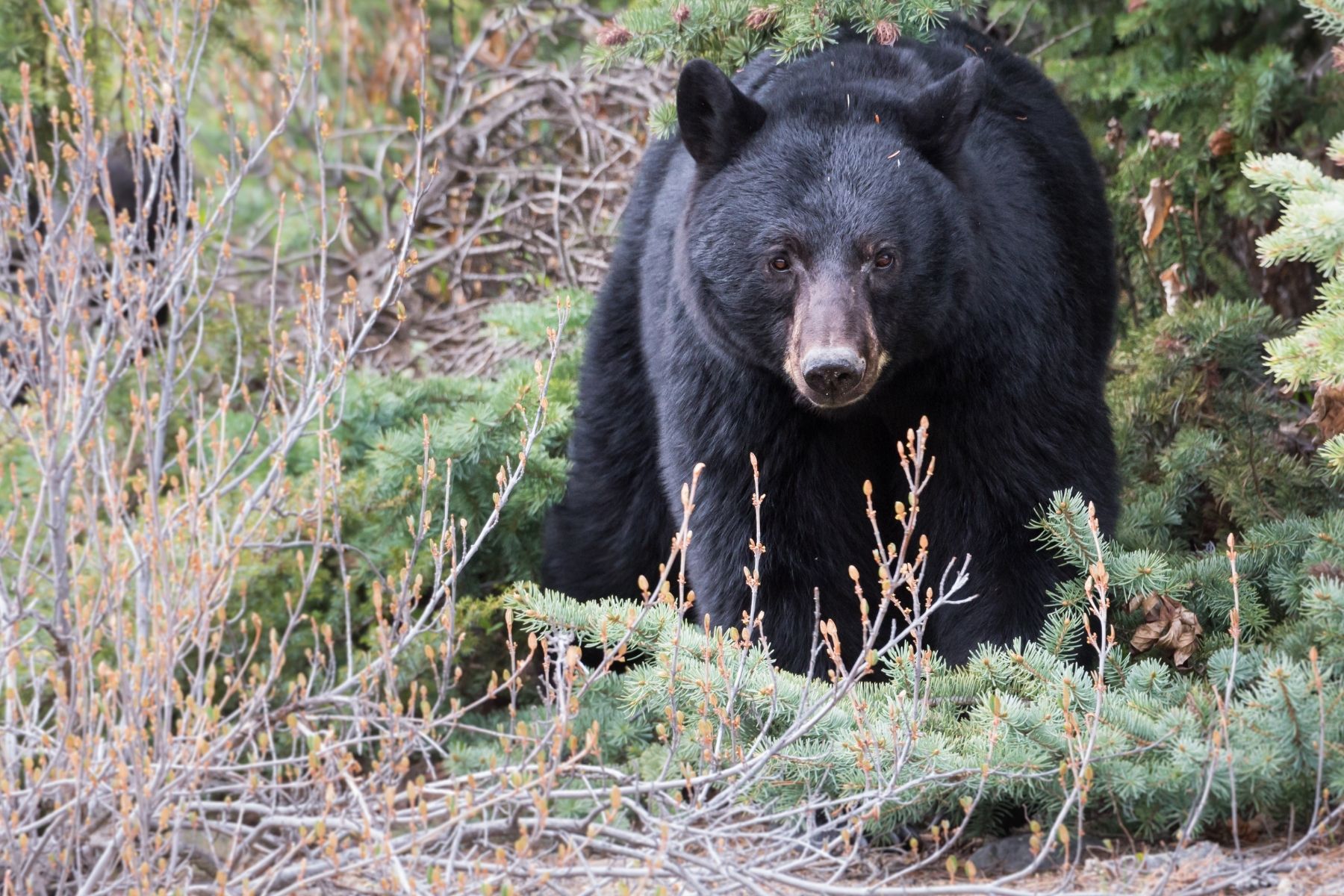 Tahoe animal black bear