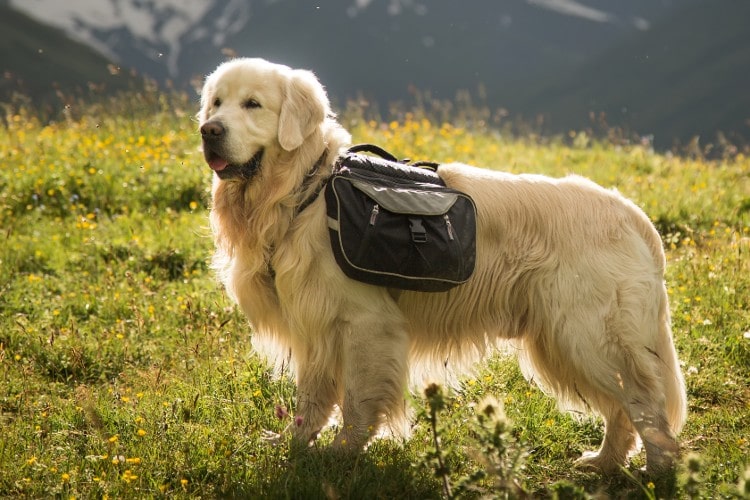 Dog with Backpack