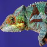Picture of an iguana, which begins with the letter i.