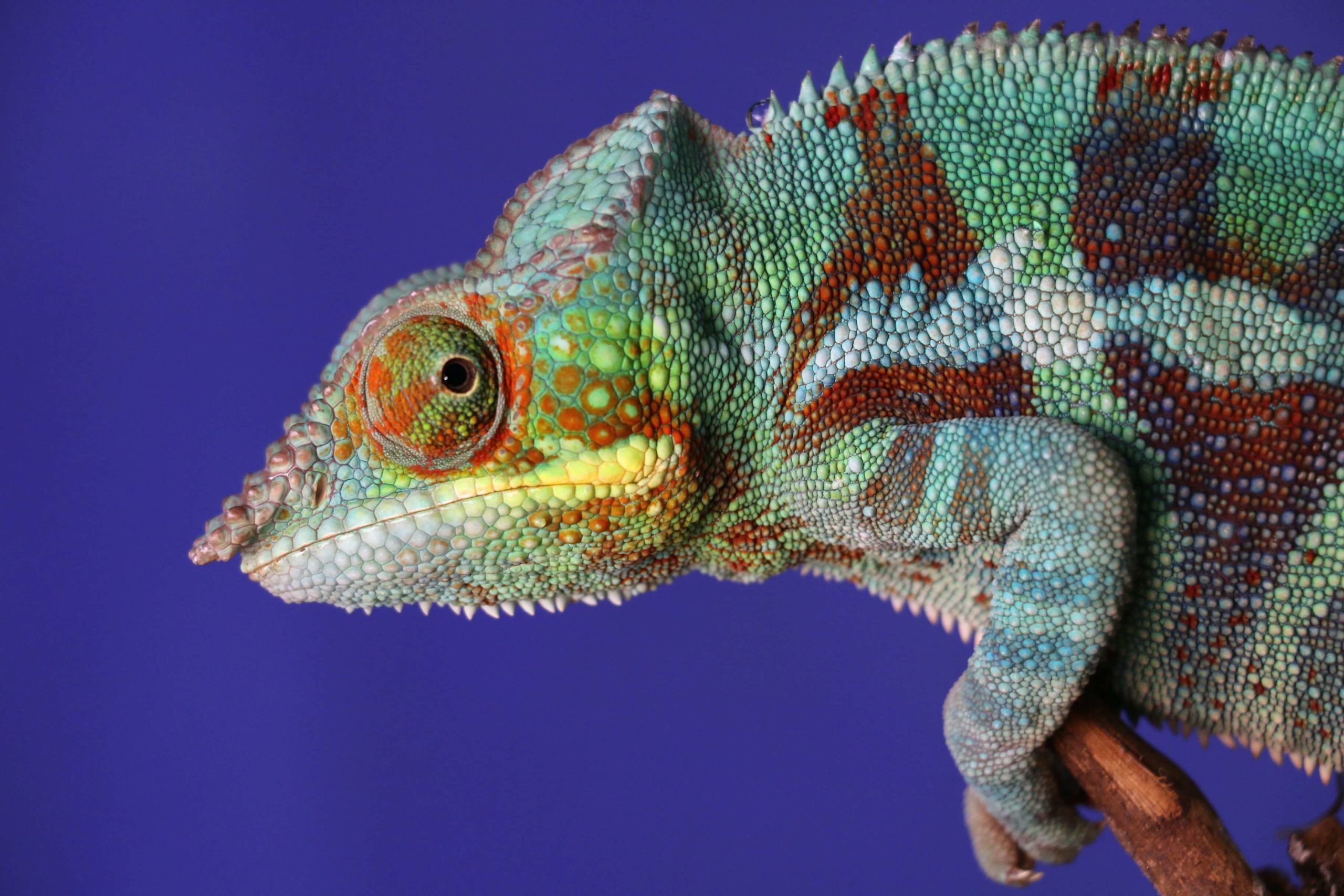 Picture of an iguana, which begins with the letter i.