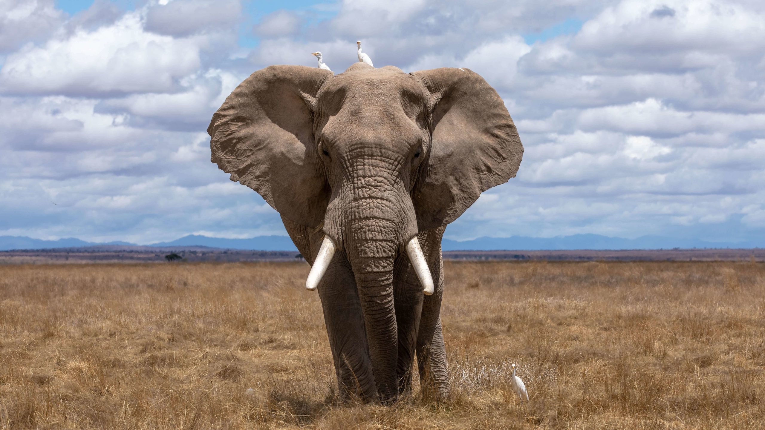A picture of an elephant, which is an animal that starts with an E.