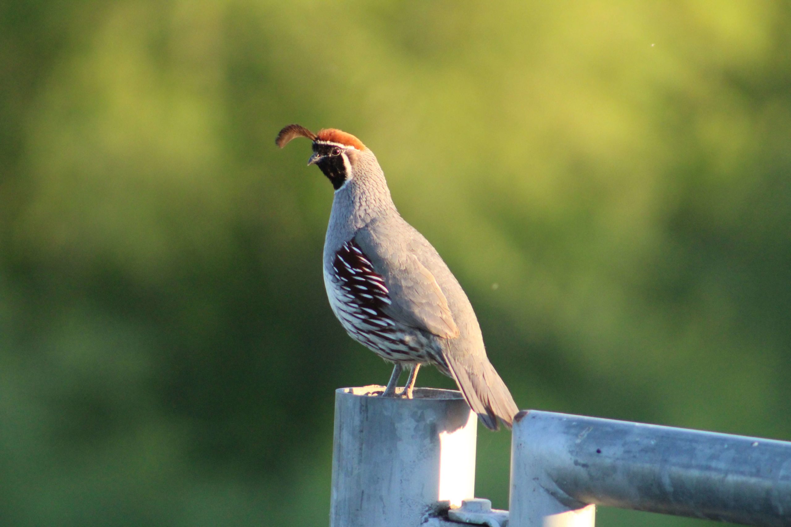 Picture of a quail, which begins with the letter q