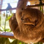 A picture of a sloth, which begins with s.