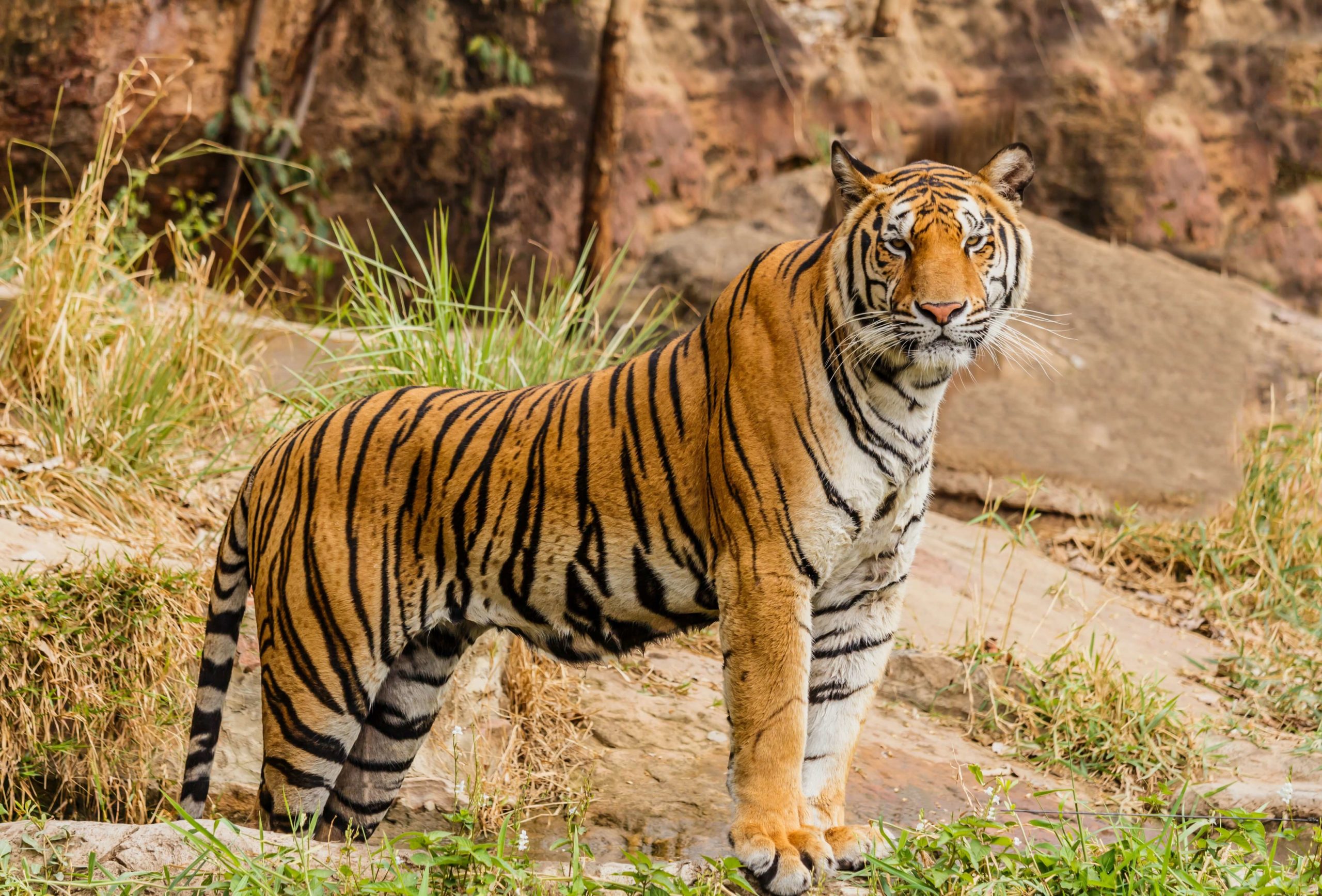 Picture of a tiger, which starts with the letter t